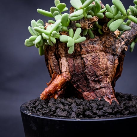 Ceraria pygmaea / ケラリア ピグマエア 【発根済】 [雌雄未判別]