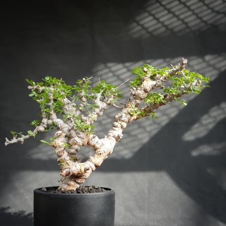 Commiphora sp. somalia eyl / コミフォラ エイル (微発根)