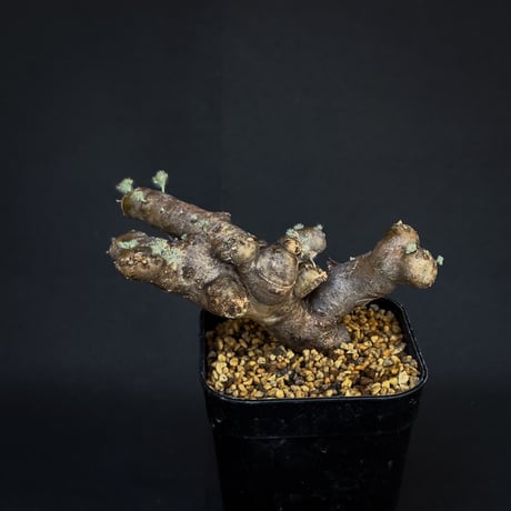 Monsonia multifida  (Sarcocaulon multifidum) / モンソニア ムルチフィダ (サルコカウロン ムルチフィズム)[微発根]