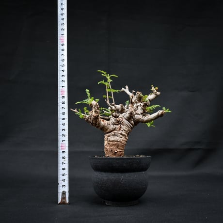 Boswellia neglecta / ボスウェリア ネグレクタ 【発根済】 +  信楽焼