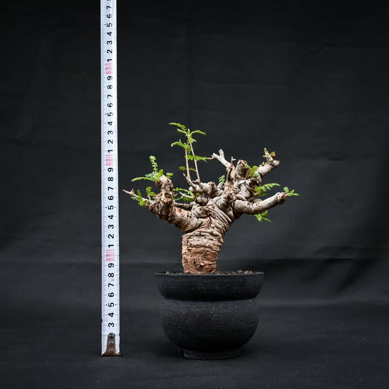 Boswellia neglecta / ボスウェリア ネグレクタ 【発根済】 + 信楽焼