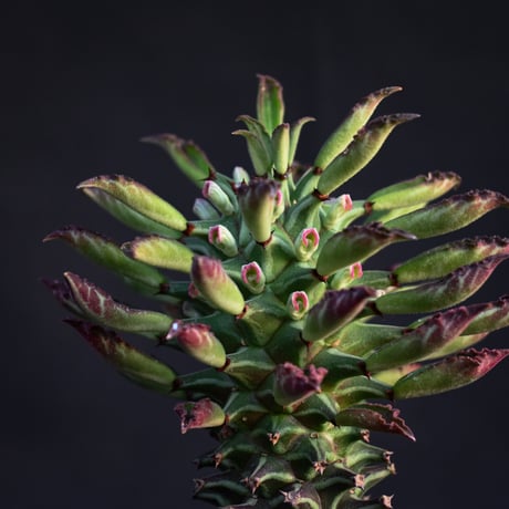 Monadenium schubei  / モナデニウム シューベイ 【発根済】