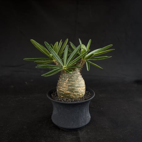 【Premium Line】 Pachypodium rosulatum var. gracilius / パキポディウム グラキリス 【微発根】+ 黒鉄【KUROGANE】
