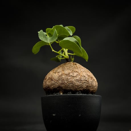 Dioscorea elephantipes / ディオスコレア エレファンティペス【 アフリカ 亀甲竜 】