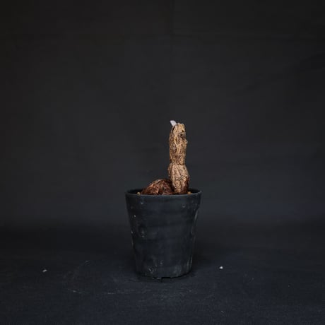 Pelargonium lobatum / ペラルゴニウム ロバツム (微発根)