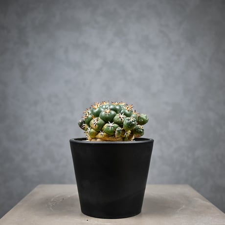 Coryphantha elephantidens / コリファンタ 短刺象牙丸 仔吹き