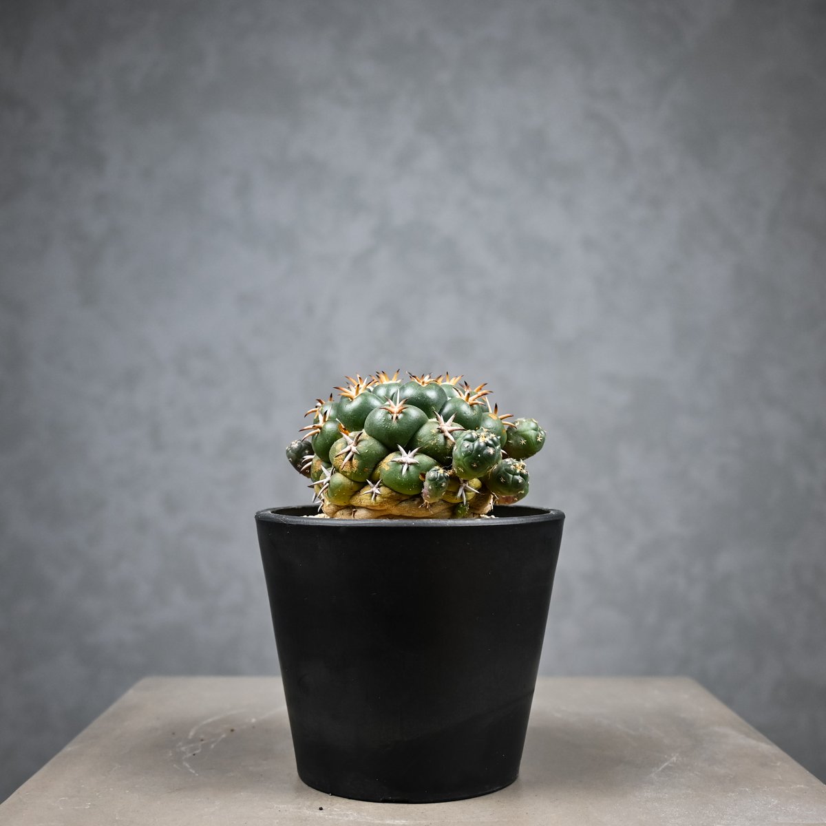 Coryphantha elephantidens / コリファンタ 短刺象牙丸 仔吹き |