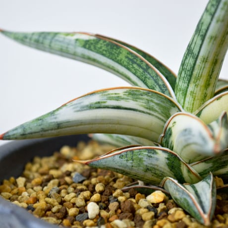 【PL】Sansevieria lav. 1970 Blue Clone variegated / サンセベリア ラブラノス 1970 ブルークローン 斑入り + 信楽焼 (発根済) (サンスベリア)