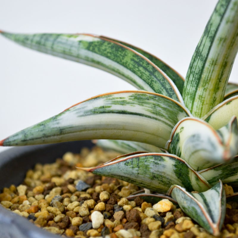 PL】Sansevieria lav. 1970 Blue Clone variegated