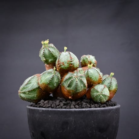 Euphorbia  'ObesaBlow' / ユーフォルビア オベサブロウ 【発根済】