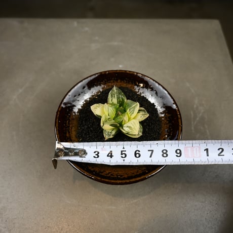 Haworthia 'Juliana' ( 'Mirrorball' X cooperi var. truncata variegated ) / ハオルチア ジュリアナ + 信楽焼