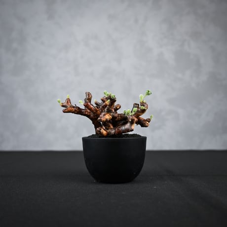 Pelargonium mirabile / ペラルゴニウム ミラビレ 【枝挿】(2本挿)【微発根】