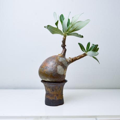 【PL】Pachypodium rosulatum var. gracilius / パキポディウム グラキリウス + 信楽焼 (微発根)
