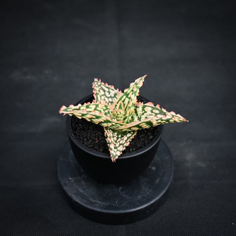 Aloe hybrid / アロエ ハイブリッド【微発根】 | GREEN MONSTERS