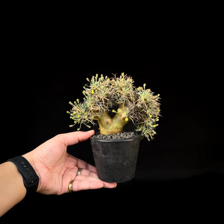 Othonna euphorbioides / オトンナ ユーフォルビオイデス (微発根)