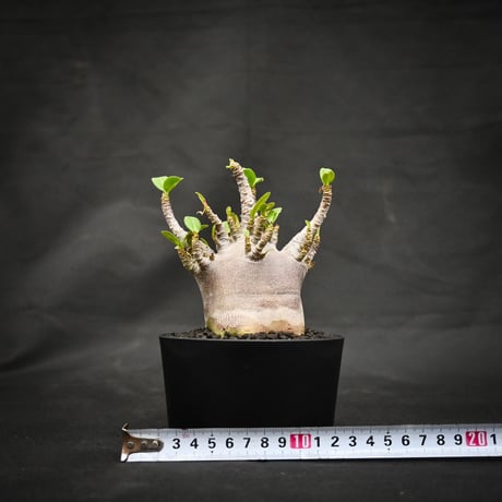 Adenium arabicum 'BLACK' dwarf type  / アデニウム アラビカム 'ブラック' ドワーフタイプ【微発根】