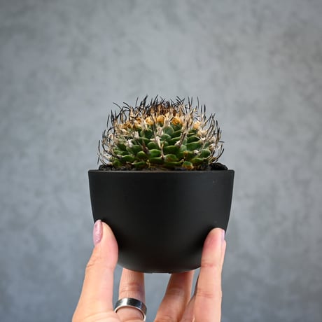 Turbinicarpus alonsoi / ツルビニカルプス アロンソイ 【実生】