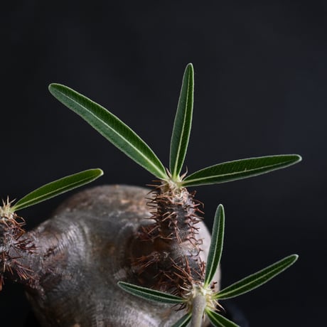 Pachypodium rosulatum var. gracilius / パキポディウム グラキリス 【発根済】