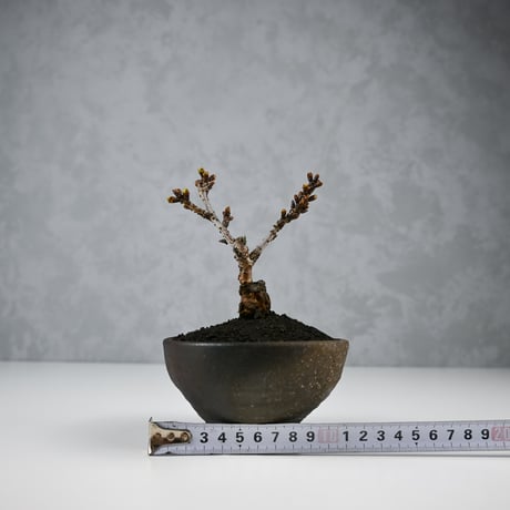 【桜盆栽】 Cerasus serrulata 'Asahiyama' / サクラ '旭山' (朝日山) / アサヒヤマ + 信楽焼