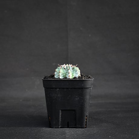 CATEGORY ユーフォルビア | GREEN MONSTERS