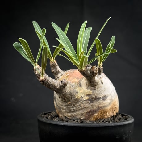 Pachypodium rosulatum var. gracilius / パキポディウム グラキリス 【微発根】