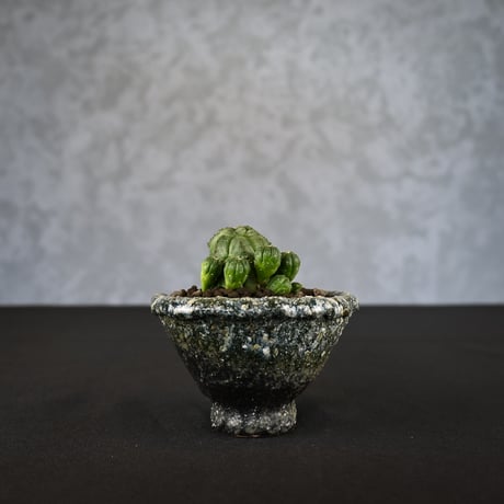 Euphorbia obesa hyb ’ Bonten ’ f. monstrosa  / ユーフォルビア オベサ 梵天 石化 【実生】 + 信楽焼