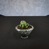 Euphorbia obesa hyb ’ Bonten ’ f. monstrosa  / ユーフォルビア オベサ 梵天 石化 【実生】 + 信楽焼