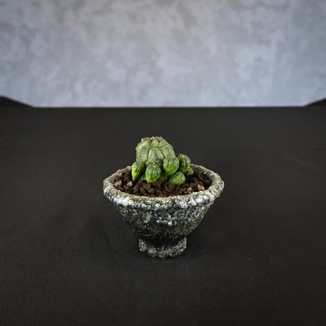 Euphorbia obesa hyb ’ Bonten ’ f. monstrosa  / ユーフォルビア オベサ 梵天 石化 【実生】 + 信楽焼