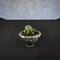 Euphorbia obesa hyb ’ Bonten ’ f. monstrosa  / ユーフォルビア オベサ 梵天 石化 【実生】 + 信楽焼
