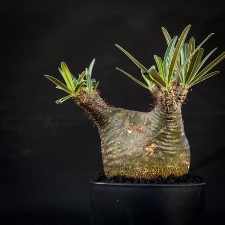 Pachypodium rosulatum var. gracilius / パキポディウム グラキリス 【微発根】