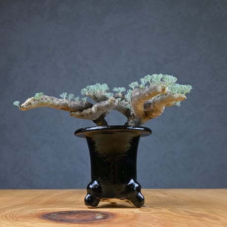 Monsonia multifida  (Sarcocaulon multifidum) / モンソニア ムルチフィダ (サルコカウロン ムルチフィズム) 【発根済】  + 万年青鉢