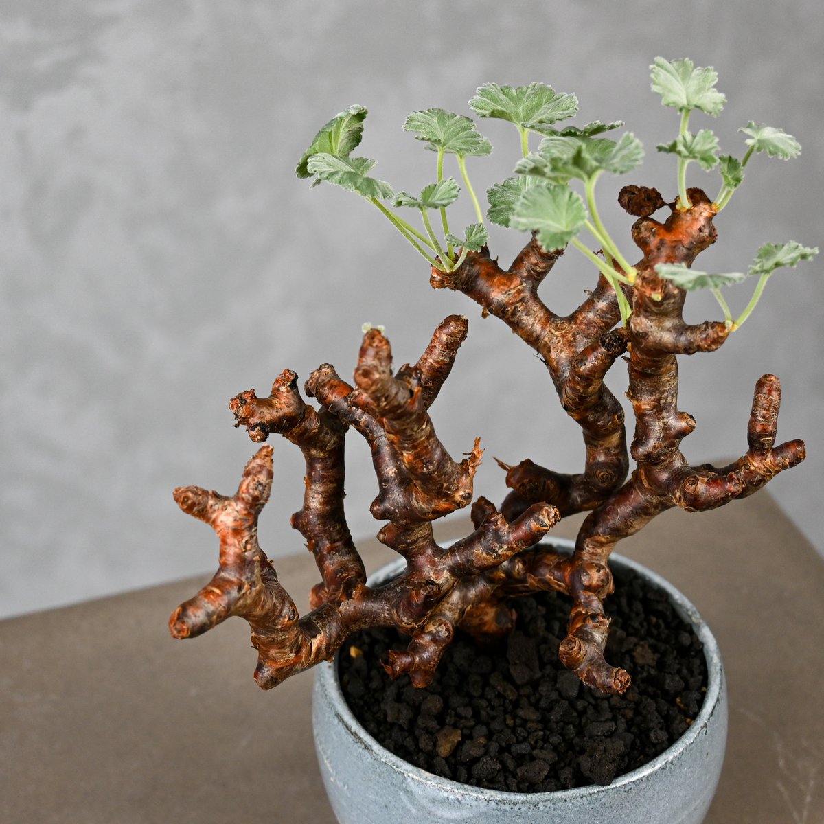 Pelargonium mirabile / ペラルゴニウム ミラビレ 【枝挿】 + 信楽焼