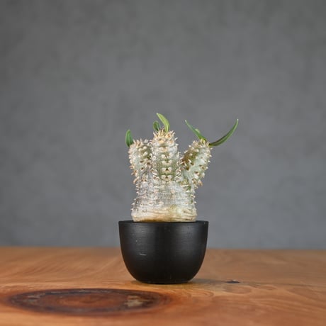 Pachypodium ' Densicaule ' / パキポディウム デンシカウレ 恵比寿大黒 (恵比須大黒)【微発根】
