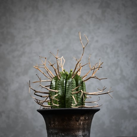 Euphorbia meloformis spp. Super Valida / ユーフォルビア スーパーバリダ 【雄株】【高木実生】 + 信楽焼