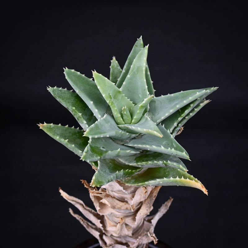 Premium Line】 Aloe pillansii / アロエ ピランシー【発根済】 Premium Line】 Aloe pillansii / アロエ ピランシー【発根済】