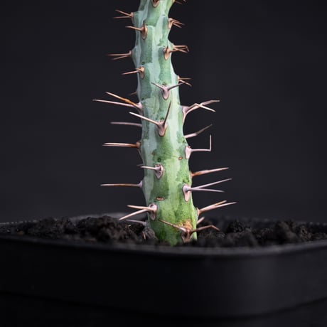 Euphorbia horwoodii / ユーフォルビア ホルウッディ 【挿木】