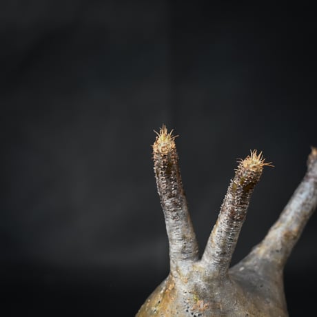 Pachypodium rosulatum var. gracilius / パキポディウム グラキリス 【微発根】