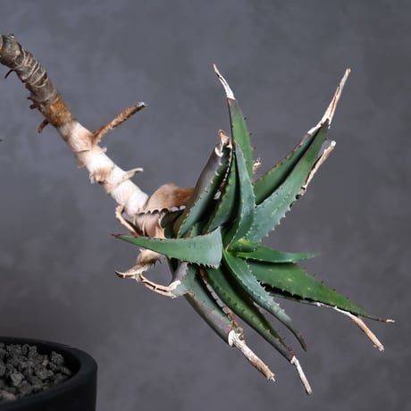 Aloe arborescens Mill. / アロエ アルボレセンス キダチアロエ (木立アロエ)【発根済】