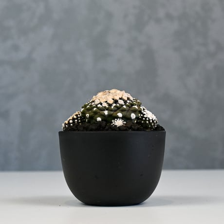 Copiapoa tenuissima / コピアポア テヌイシマ 【実生】