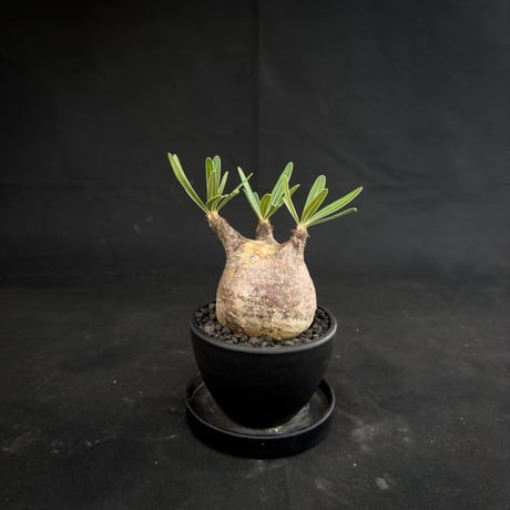 Pachypodium rosulatum var. gracilius / パキポディウム グラキリス 【微発根】