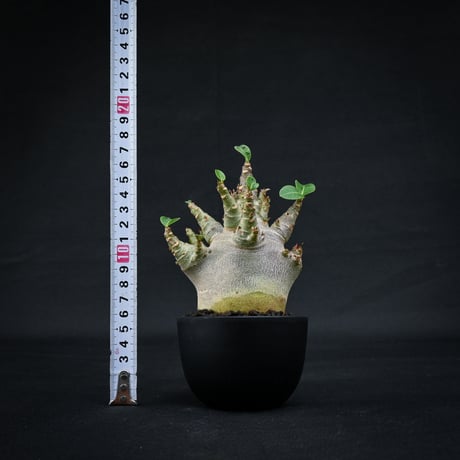Adenium arabicum super dwarf / アデニウム アラビカム スーパードワーフ【微発根】