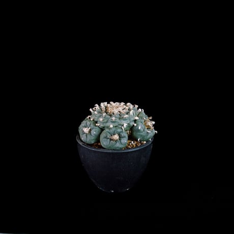 Lophophora fricii / ロフォフォラ 銀冠玉 (実生)