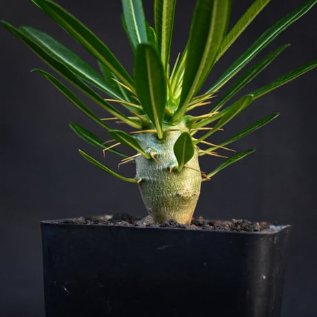 Pachypodium ambongense / パキポディウム アンボンゲンセ 【実生】