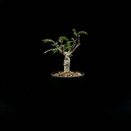 Boswellia neglecta / ボスウェリア ネグレクタ 【微発根】