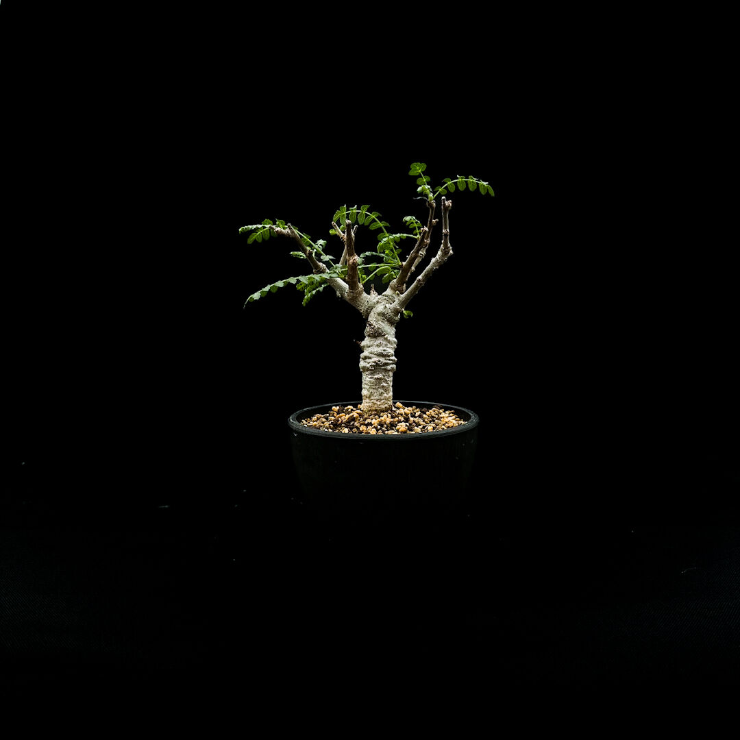 Boswellia neglecta / ボスウェリア ネグレクタ 【微発根】 | GREEN
