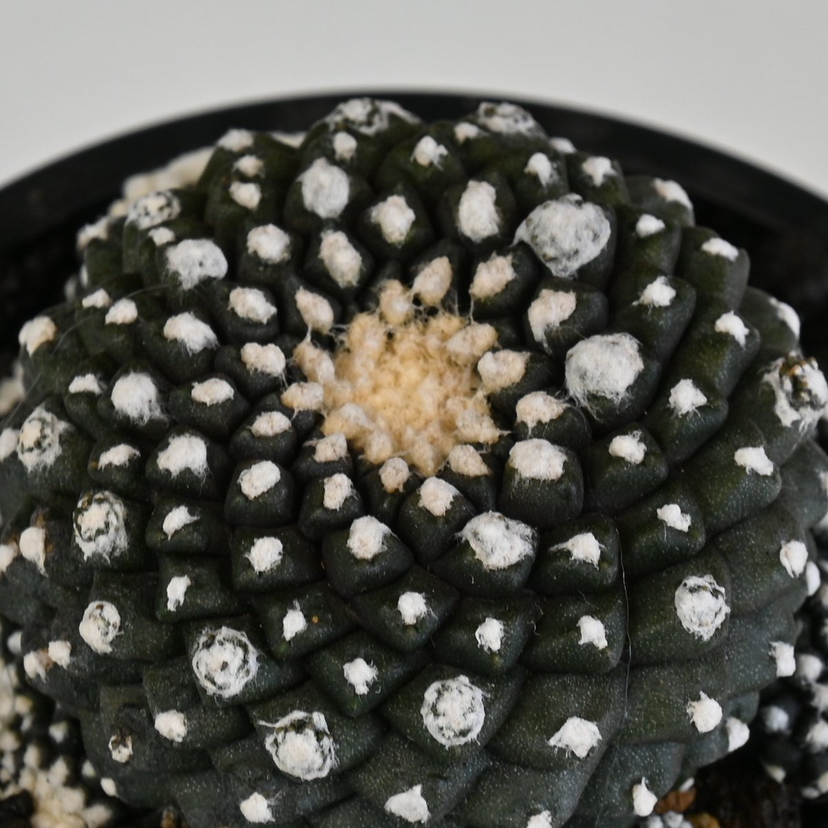 Copiapoa tenuissima / コピアポア テヌイシマ 【実生】 | GREEN Copiapoa tenuissima / コピアポア テヌイシマ 【実生】 | GREEN