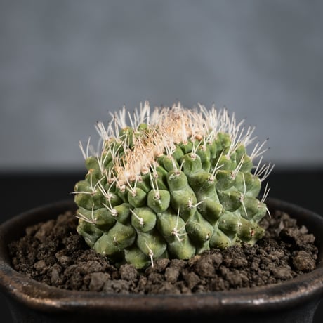 Strombocactus discifromis f. cristata / ストロンボカクタス ディシフォルミス 菊水 綴化 【自根】 + 信楽焼