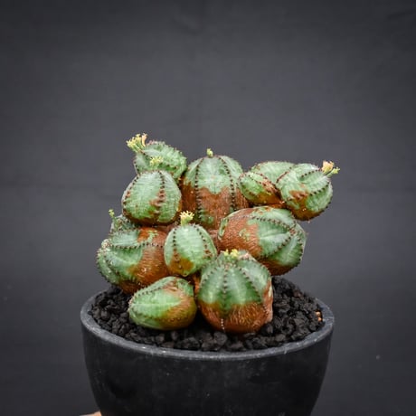 Euphorbia  'ObesaBlow' / ユーフォルビア オベサブロウ 【発根済】