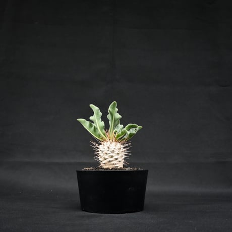 Pachypodium namaquanum / パキポディウム ナマクアナム 【実生】