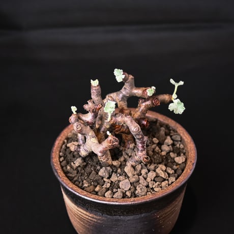 Pelargonium mirabile / ペラルゴニウム ミラビレ (二本差) 【発根済】 + 信楽焼